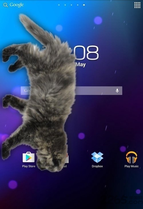 猫在手机屏幕上app