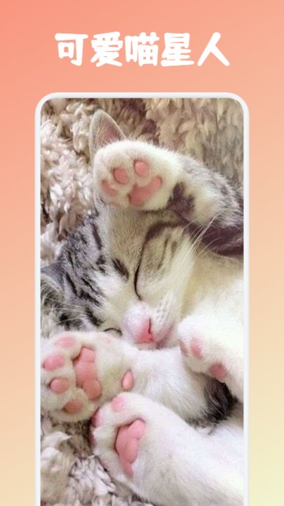 安猫逗猫神器