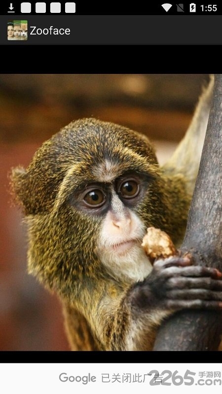 zooface变脸软件 zooface免费下载安装