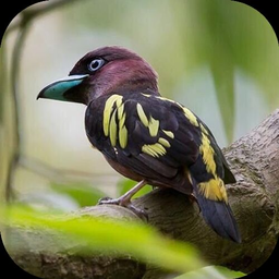 小鸟电视2025直播软件