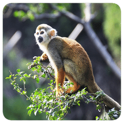 冒险猴子香蕉游戏