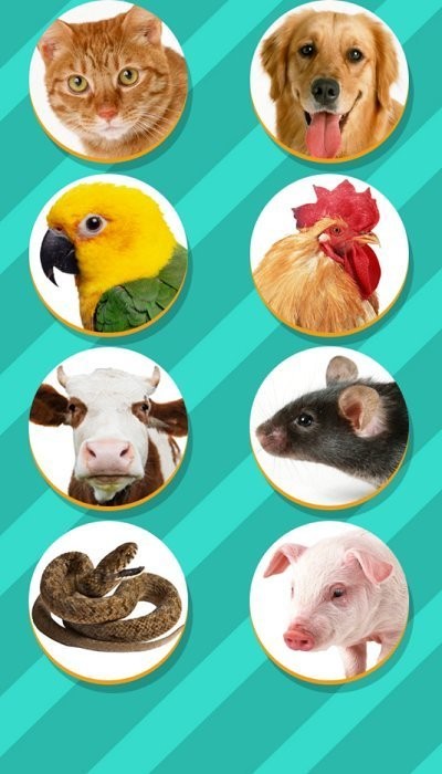 鸟语翻译器app(pet translator)